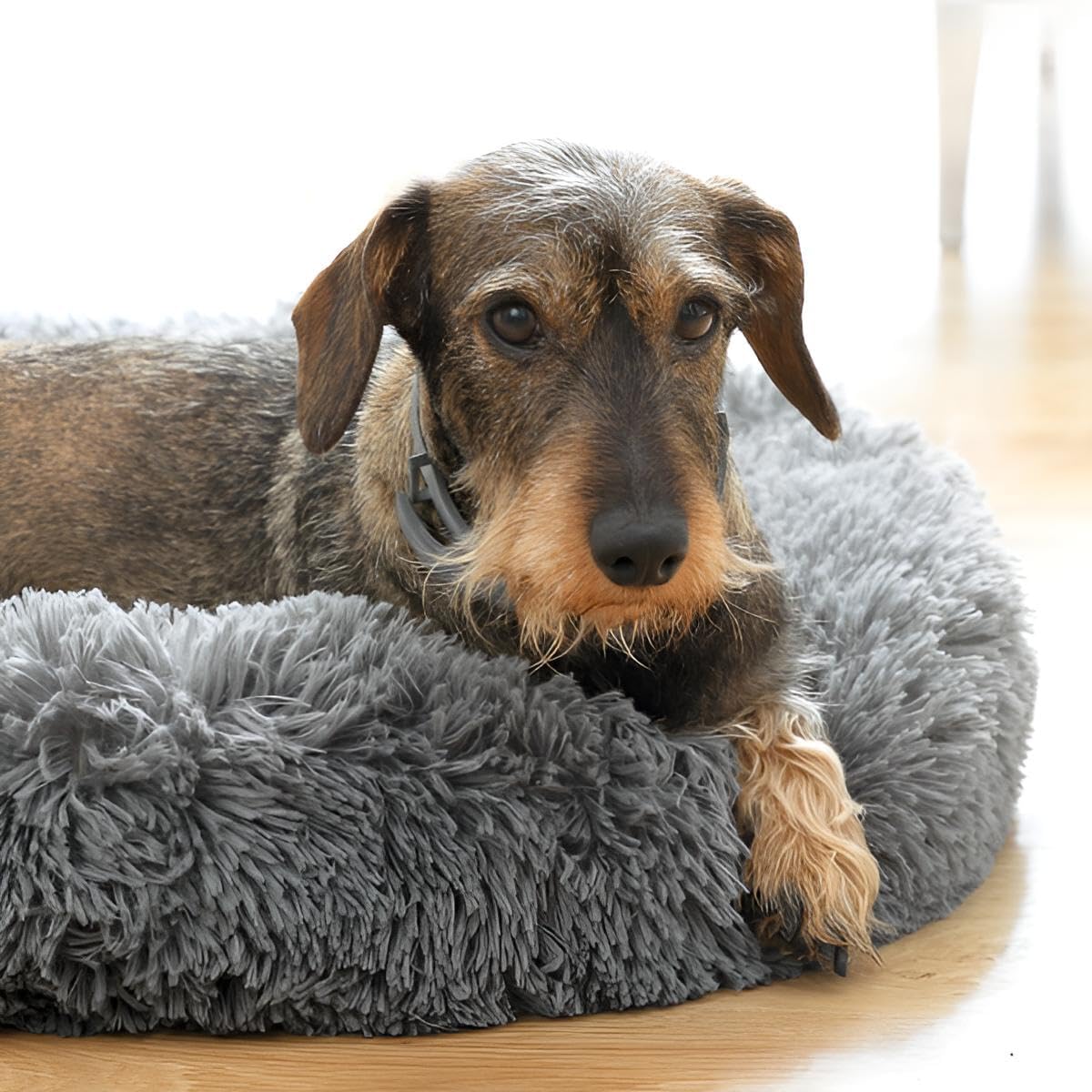 Haustierbett 60 cm für Hunde & Katzen | Anti-Stress Hundebett & Katzenbett | Kleines/mittelgroßes Bett mit erhöhtem Rand | rutschfeste, wasserdichte Unterlage